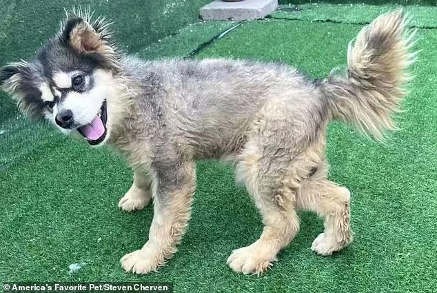 From Slaughterhouse to Sanctuary: Malamute Puppy's Survival Sparks Global Call to End Dog Meat Trade
