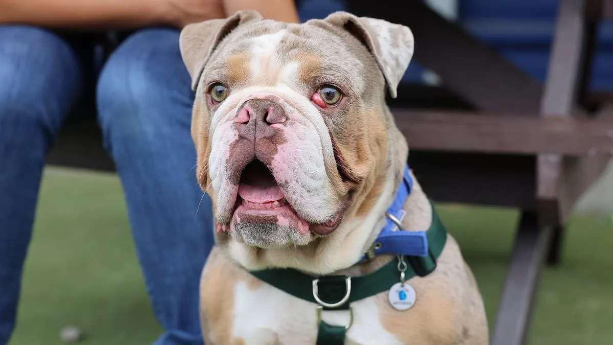 UK Dog Shelters Face Crisis as Flat-Faced Breeds Face Euthanasia Amid Surge in Abandonments Linked to Social Media-Driven Demand