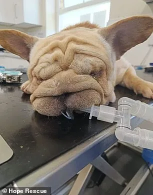 UK Dog Shelters Face Crisis as Flat-Faced Breeds Face Euthanasia Amid Surge in Abandonments Linked to Social Media-Driven Demand