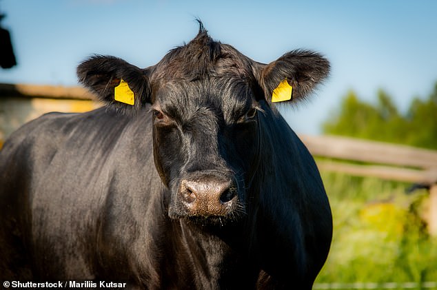 Gene-Editing Breakthrough to Bring Cheap, Tasty Supersteaks to UK Shelves in 3 Years