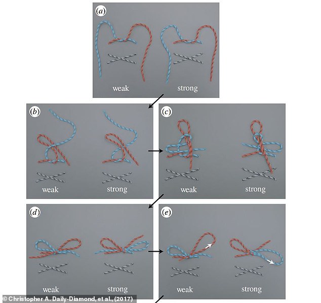 Shoelace Tying Reimagined: Experts Challenge Traditional Methods with Faster, Durable Alternatives Inspired by Ian Fieggen's Work