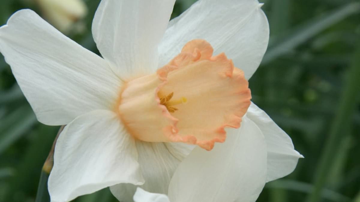 Pink Daffodil 'Mrs R.O Blackhouse' on Brink of Extinction: RHS Urges Immediate Action to Preserve UK Botanical Heritage