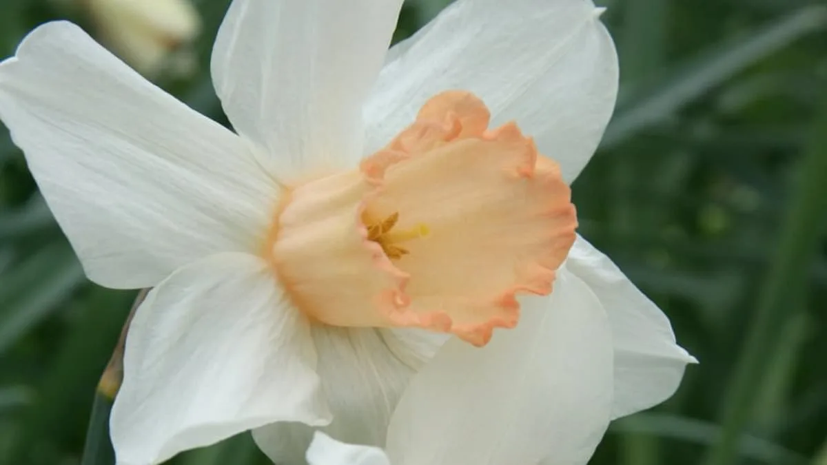 Pink Daffodil 'Mrs R.O Blackhouse' on Brink of Extinction: RHS Urges Immediate Action to Preserve UK Botanical Heritage