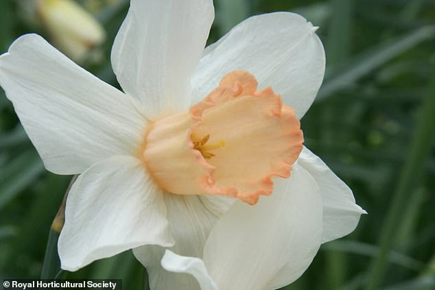 Pink Daffodil 'Mrs R.O Blackhouse' on Brink of Extinction: RHS Urges Immediate Action to Preserve UK Botanical Heritage