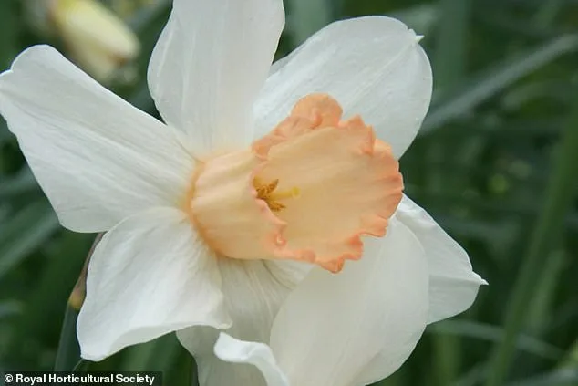 Pink Daffodil 'Mrs R.O Blackhouse' on Brink of Extinction: RHS Urges Immediate Action to Preserve UK Botanical Heritage