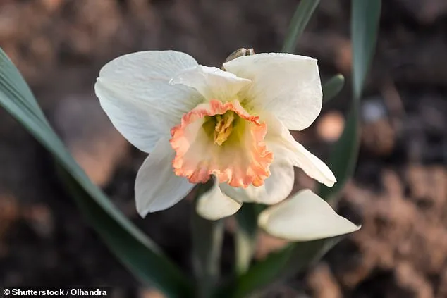 Pink Daffodil 'Mrs R.O Blackhouse' on Brink of Extinction: RHS Urges Immediate Action to Preserve UK Botanical Heritage