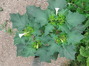 Pink Daffodil 'Mrs R.O Blackhouse' on Brink of Extinction: RHS Urges Immediate Action to Preserve UK Botanical Heritage