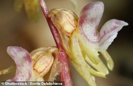 Pink Daffodil 'Mrs R.O Blackhouse' on Brink of Extinction: RHS Urges Immediate Action to Preserve UK Botanical Heritage