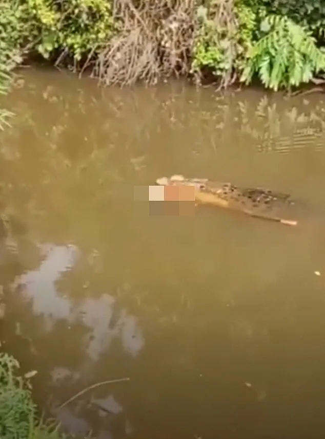 Giant Crocodile Attack Claims Life of Indonesian Housewife in Aceh Province