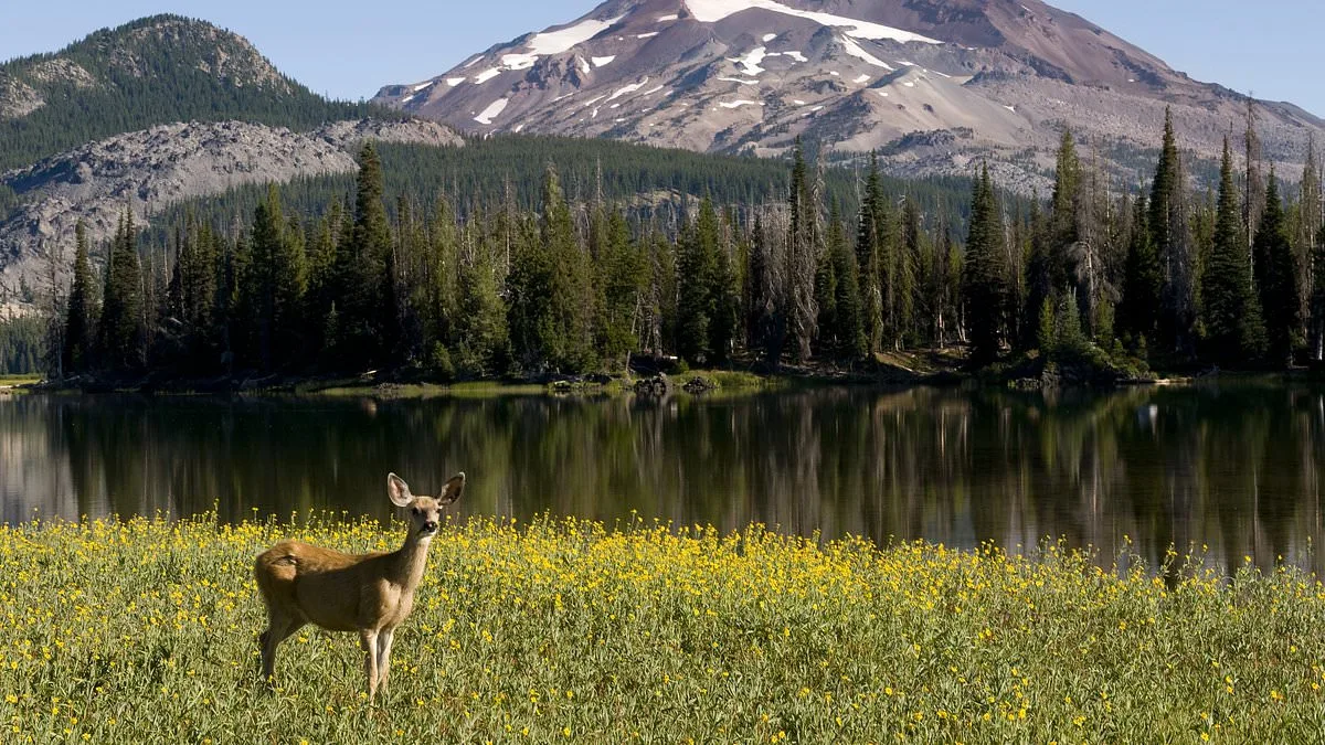 Oregon's Push for a Hunting and Fishing Ban Gains Momentum as PEACE Initiative Seeks to Reshape State's Outdoor Traditions