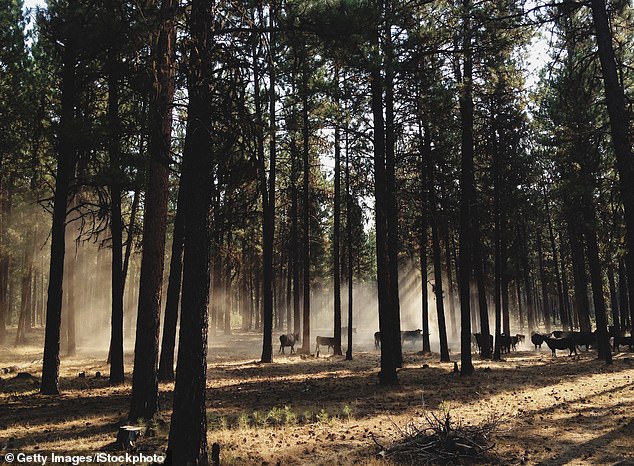 Oregon's Push for a Hunting and Fishing Ban Gains Momentum as PEACE Initiative Seeks to Reshape State's Outdoor Traditions