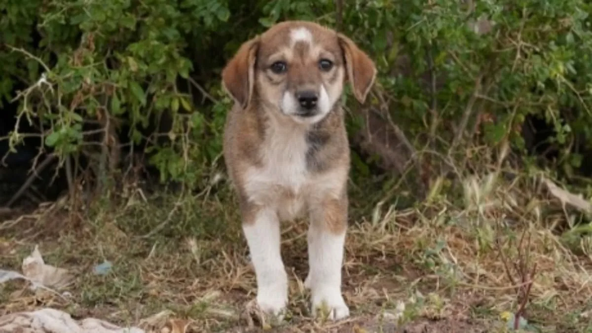 Global Boycott Calls Intensify Over Alleged Stray Dog Cull in 2030 World Cup Host Morocco