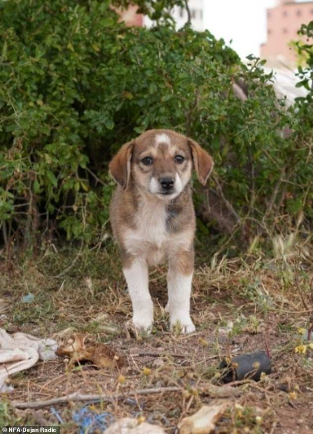 Global Boycott Calls Intensify Over Alleged Stray Dog Cull in 2030 World Cup Host Morocco