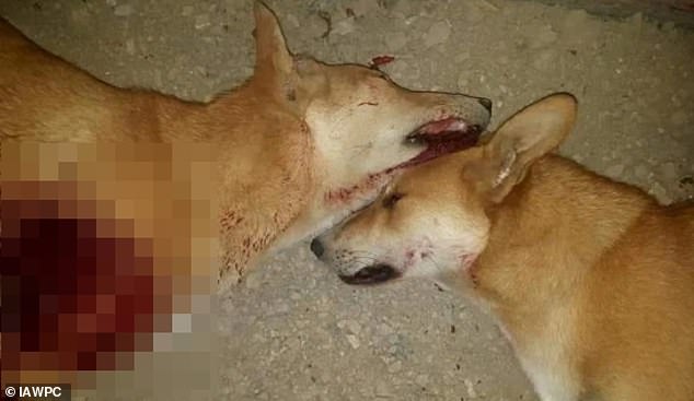 Global Boycott Calls Intensify Over Alleged Stray Dog Cull in 2030 World Cup Host Morocco