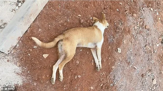 Global Boycott Calls Intensify Over Alleged Stray Dog Cull in 2030 World Cup Host Morocco