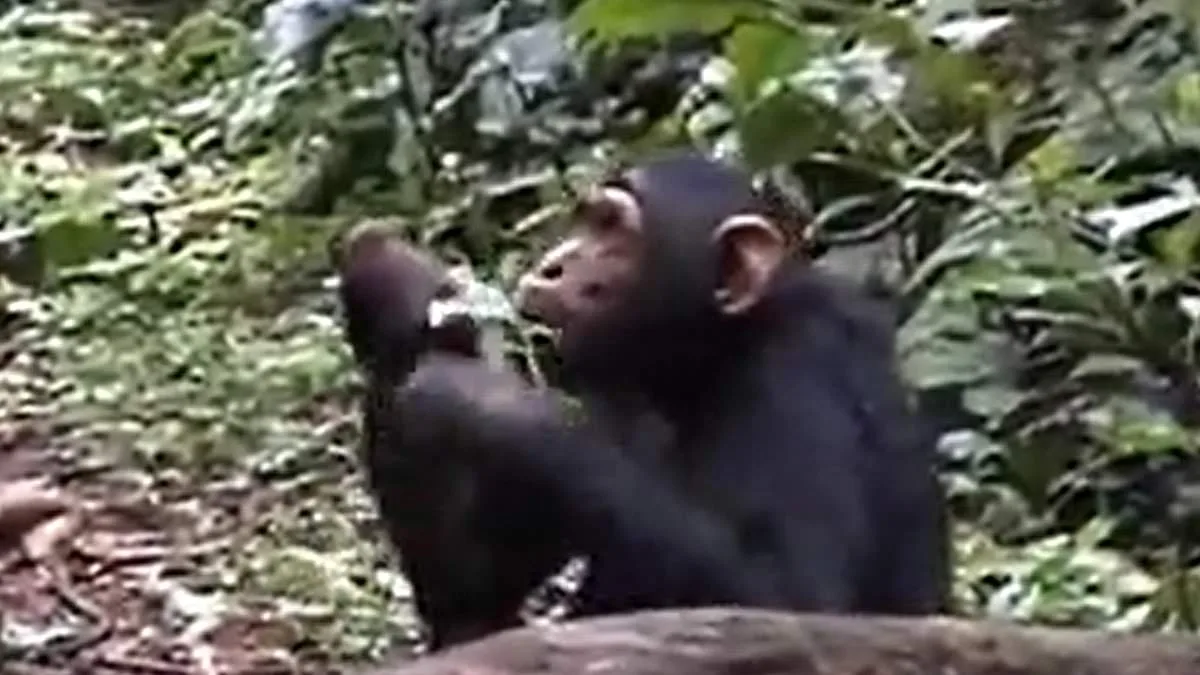 Chimpanzees Flirt with Leaf Clipping, Echoing Human Courtship Rituals