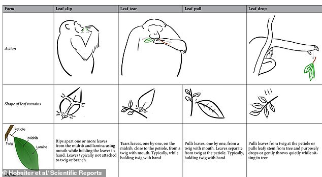 Chimpanzees Flirt with Leaf Clipping, Echoing Human Courtship Rituals