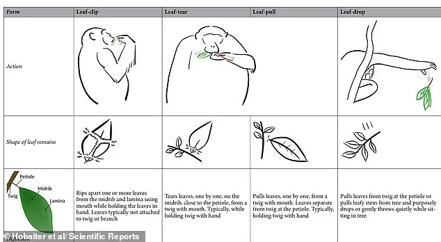Chimpanzees Flirt with Leaf Clipping, Echoing Human Courtship Rituals