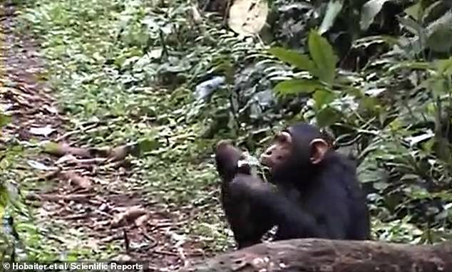 Chimpanzees Flirt with Leaf Clipping, Echoing Human Courtship Rituals