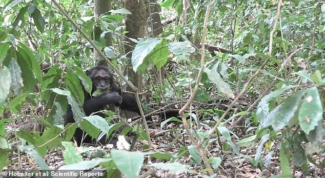Chimpanzees Flirt with Leaf Clipping, Echoing Human Courtship Rituals