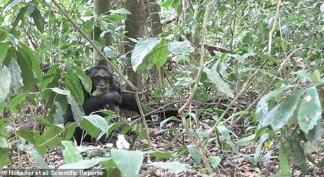 Chimpanzees Flirt with Leaf Clipping, Echoing Human Courtship Rituals