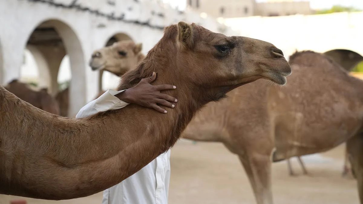 20 Camels Disqualified from Oman Beauty Pageant Over Banned Cosmetic Procedures, Sparking Ethical Debate