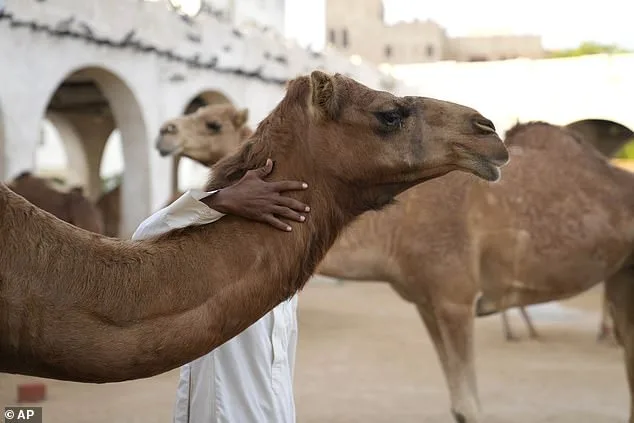 20 Camels Disqualified from Oman Beauty Pageant Over Banned Cosmetic Procedures, Sparking Ethical Debate