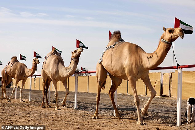 20 Camels Disqualified from Oman Beauty Pageant Over Banned Cosmetic Procedures, Sparking Ethical Debate