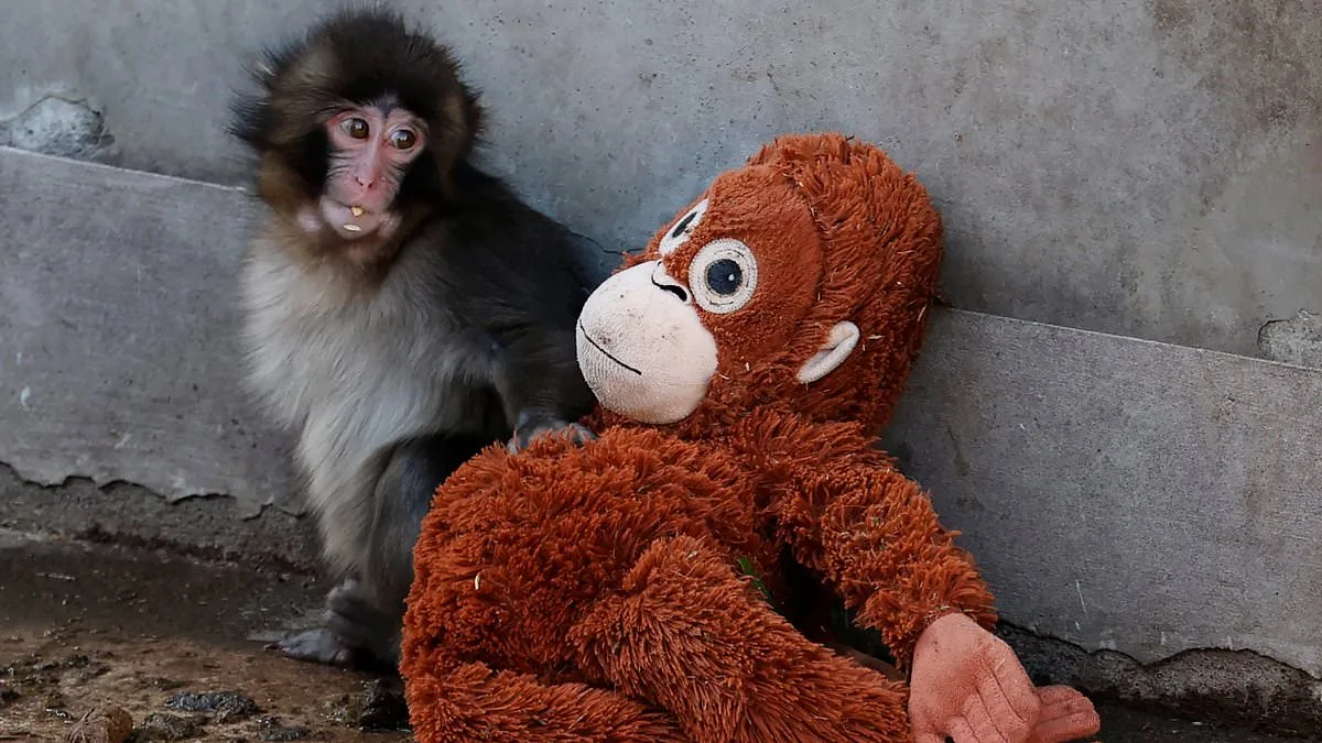 Punch the Macaque: A Viral Journey from Abandonment to Global Sympathy