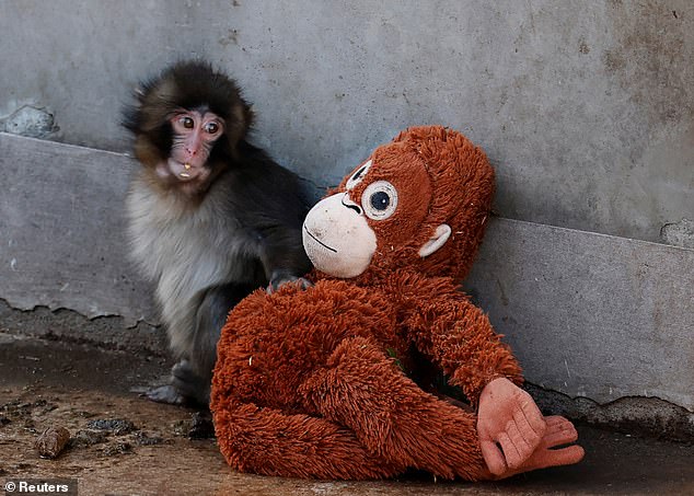 Punch the Macaque: A Viral Journey from Abandonment to Global Sympathy