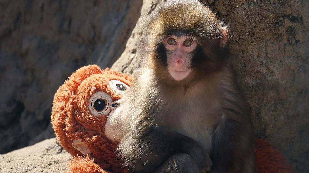 Rejected by Mother, Rescued by Zoo: The Story of Punch the Macaque