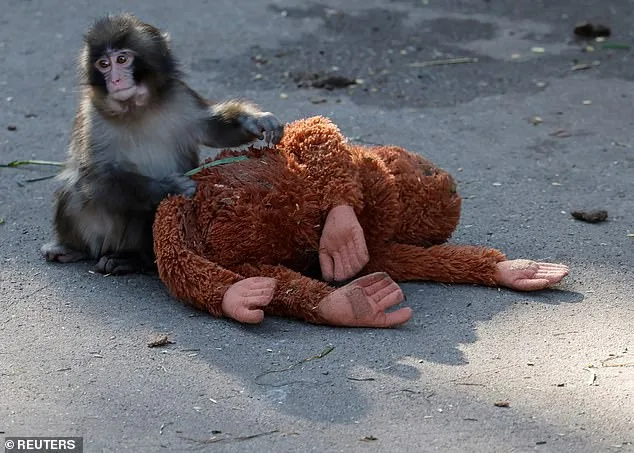 Rejected by Mother, Rescued by Zoo: The Story of Punch the Macaque