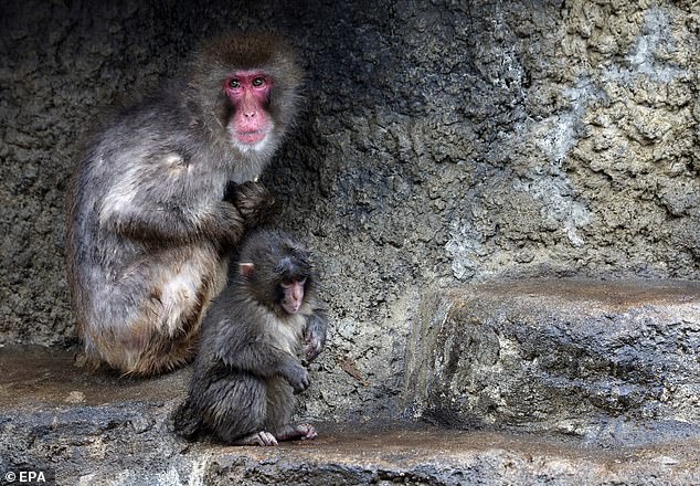 Rejected by Mother, Rescued by Zoo: The Story of Punch the Macaque