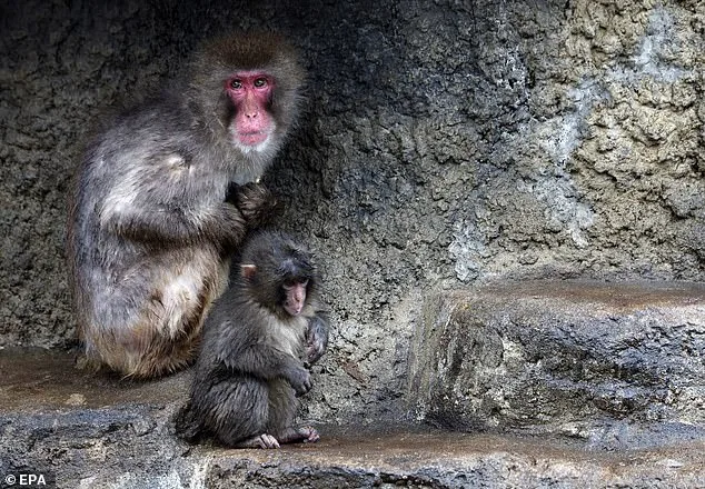 Rejected by Mother, Rescued by Zoo: The Story of Punch the Macaque