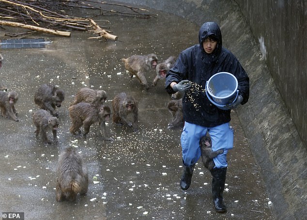 Rejected by Mother, Rescued by Zoo: The Story of Punch the Macaque