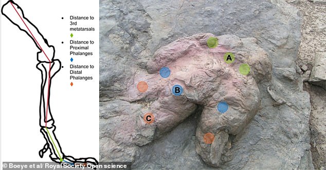 T. rex May Have Run on Toes, Study Challenges Dinosaur Movement Theories