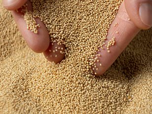 Teff: The Nutrient-Dense Grain with All Nine Essential Amino Acids Gains Global Recognition