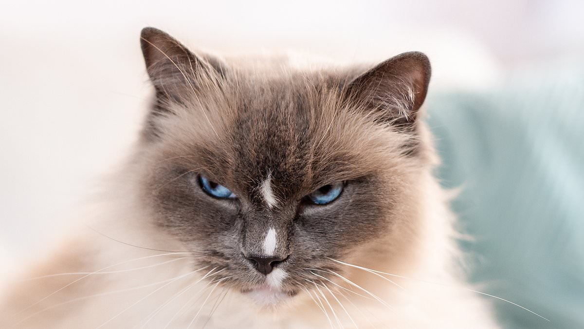 Dogs Help Humans in Distress, Cats Remain Passive, Study Reveals