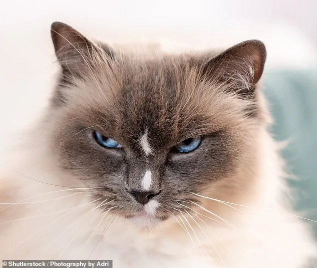 Dogs Help Humans in Distress, Cats Remain Passive, Study Reveals