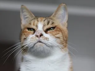 Dogs Help Humans in Distress, Cats Remain Passive, Study Reveals