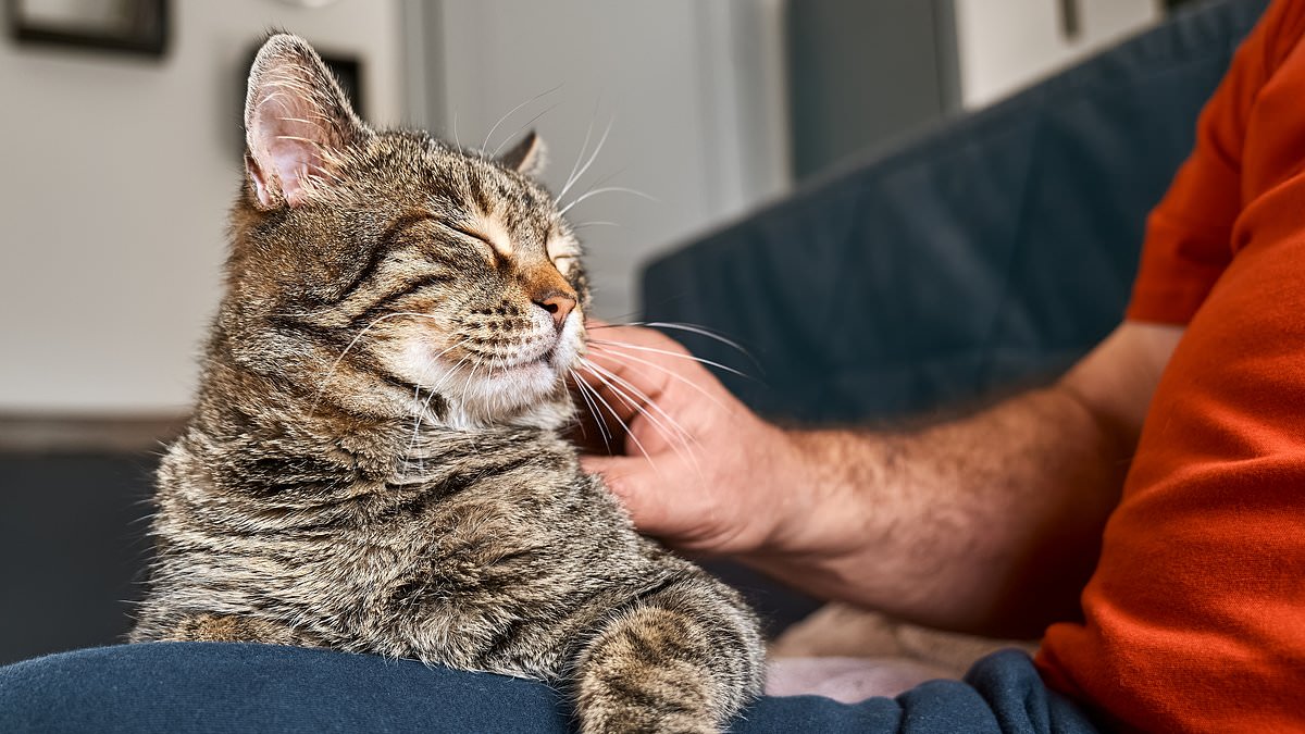 Cats' Reluctance to Help Humans Linked to Evolution, Not Lack of Care, Study Finds