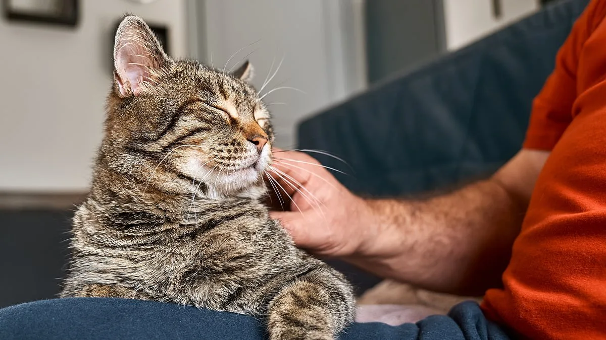 Cats' Reluctance to Help Humans Linked to Evolution, Not Lack of Care, Study Finds
