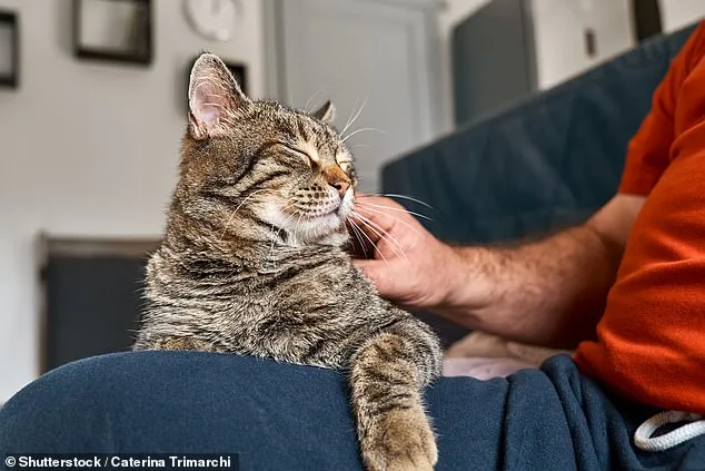 Cats' Reluctance to Help Humans Linked to Evolution, Not Lack of Care, Study Finds