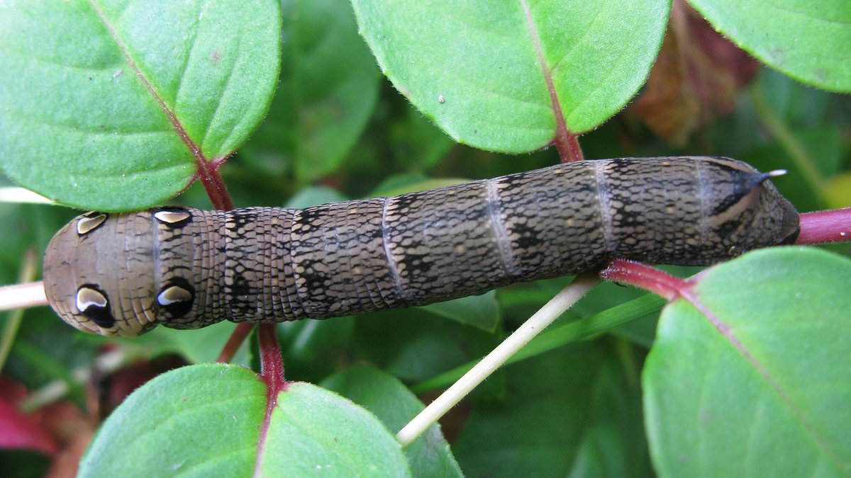 Save the Moths: UK Gardeners Urged to Tolerate Caterpillar Chaos to Reverse Population Decline