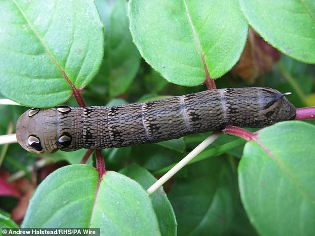 Save the Moths: UK Gardeners Urged to Tolerate Caterpillar Chaos to Reverse Population Decline
