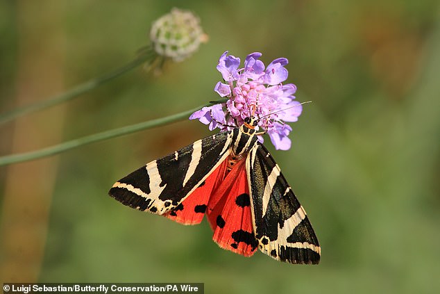 Save the Moths: UK Gardeners Urged to Tolerate Caterpillar Chaos to Reverse Population Decline