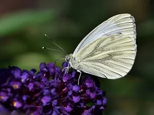 Save the Moths: UK Gardeners Urged to Tolerate Caterpillar Chaos to Reverse Population Decline