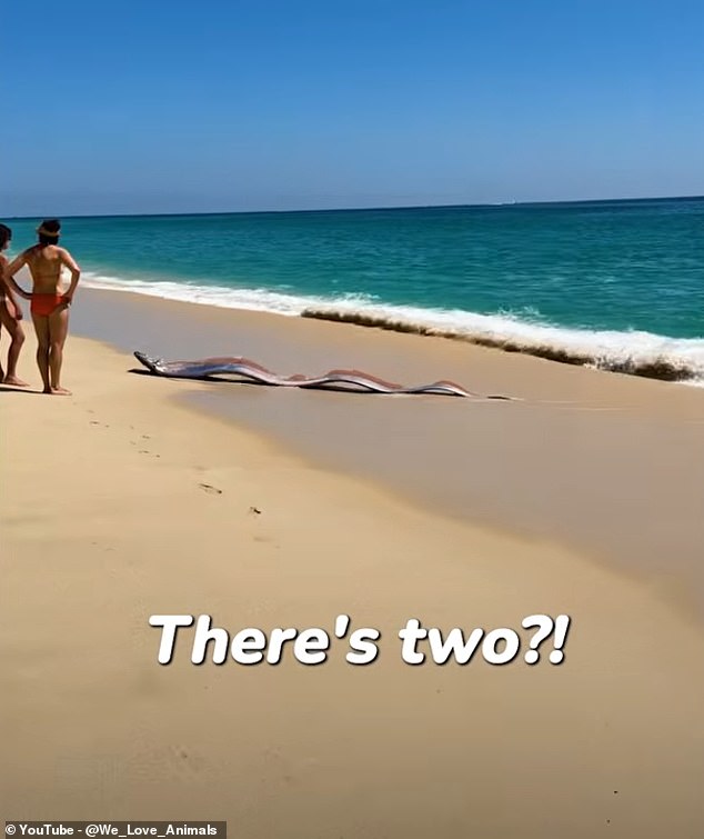 Rare Oarfish Sighting in Mexico Reignites Doomsday Folklore