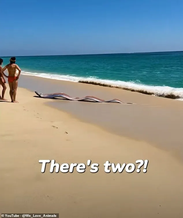 Rare Oarfish Sighting in Mexico Reignites Doomsday Folklore