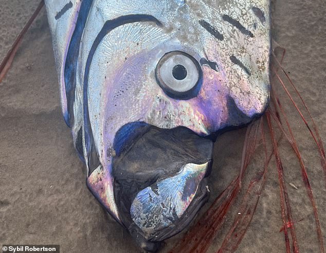 Rare Oarfish Sighting in Mexico Reignites Doomsday Folklore